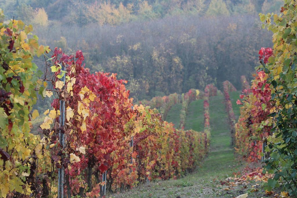 Apartamento La Terrazza Sul Monferrato Ozzano Monferrato Exterior foto